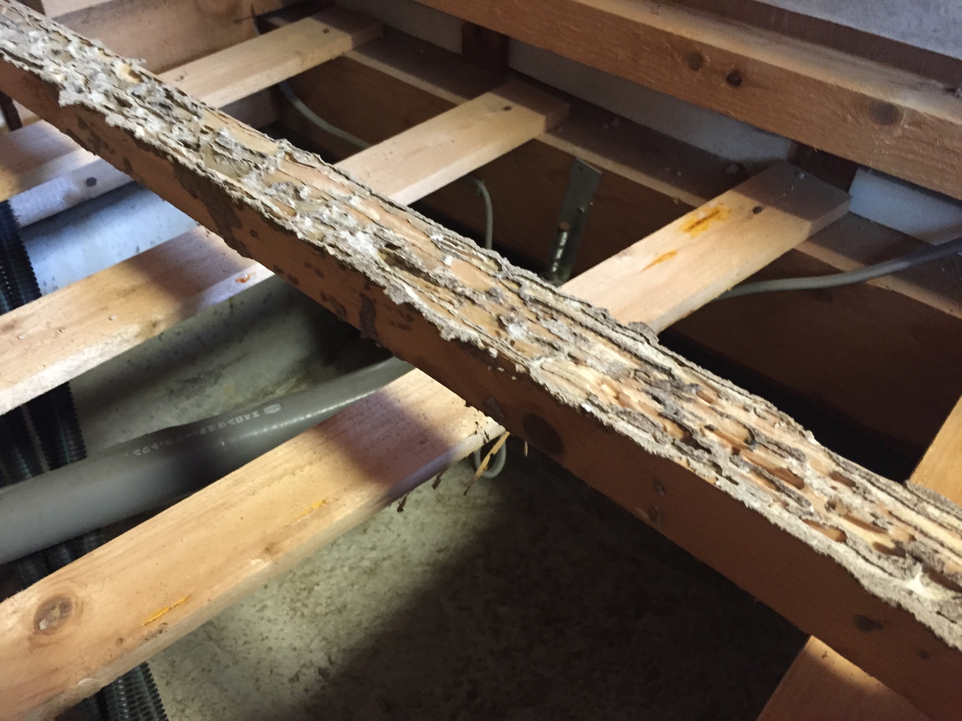 【シロアリや害虫の駆除方法】時期や費用は?自分でできる予防方法も紹介します! 【シロアリや害虫の駆除方法】時期や費用は?自分でできる予防方法も紹介します!